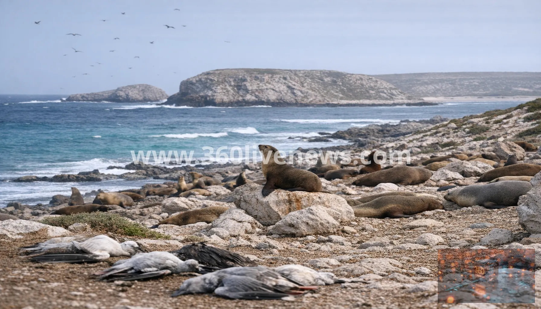 Suspected bird flu threatens sea lion breeding grounds in South Australia
