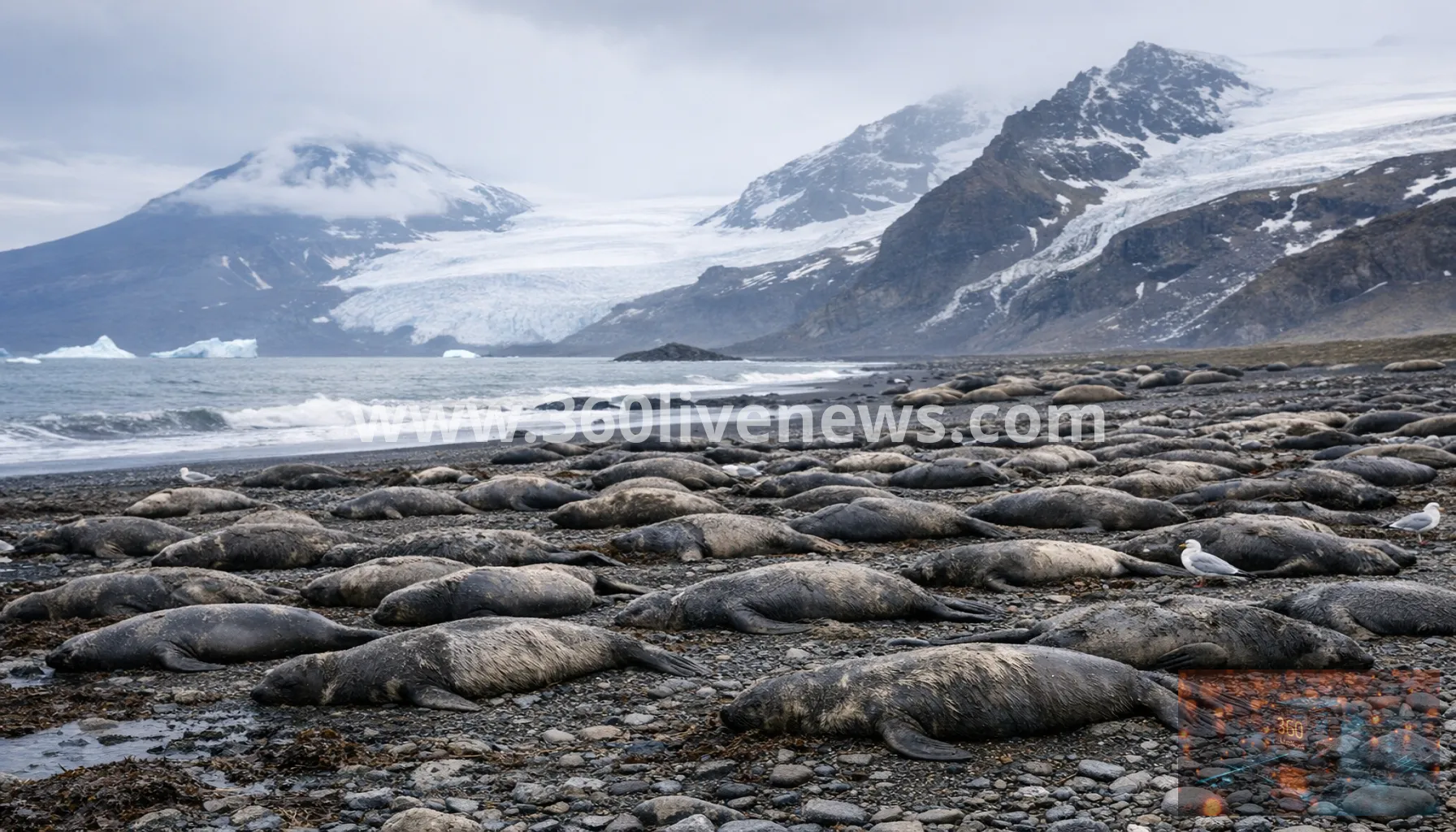 More than 13,000 seal pups die on Heard Island amid H5N1 outbreak