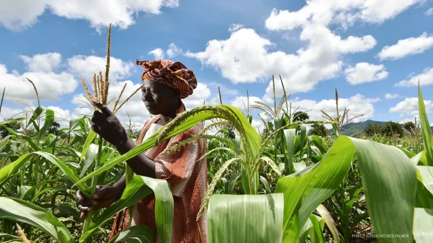 Malawi Boosts Food Safety and Export Quality Using Nuclear Science